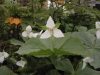 Trillium flexipes